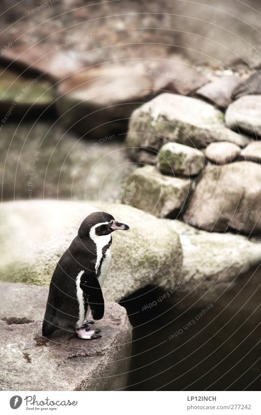 Kowalski. Ferien & Urlaub & Reisen Tourismus Ausflug Natur Küste Tier Wildtier Zoo Pinguin 1 Stein Blick träumen außergewöhnlich exotisch klein Gelassenheit