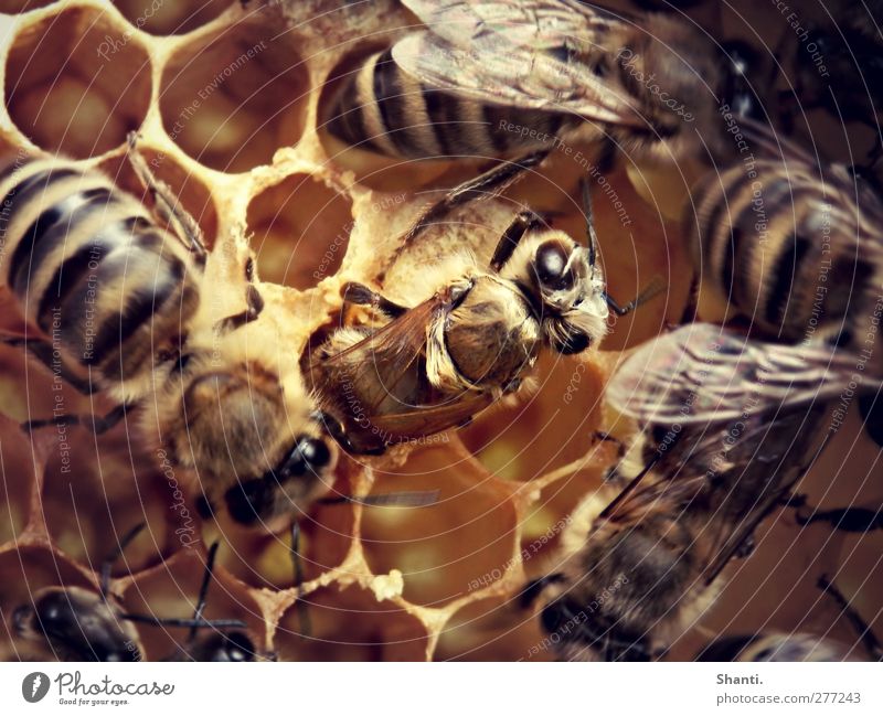 Bienenbeginn Bienenwaben Tier Nutztier Wildtier Tiergesicht Flügel Fell 1 Schwarm Tierjunges Bewegung entdecken krabbeln authentisch frisch nah nass neu stark