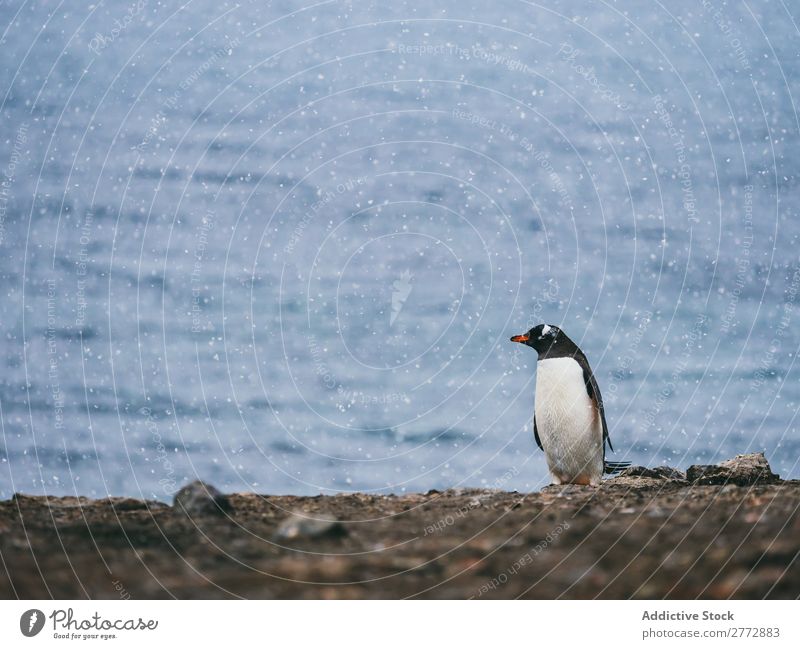 Pinguin am Meer Küste Tier wild Sonnenlicht Natur Wasser Ferien & Urlaub & Reisen marin Kieselsteine Strand Tierwelt Vogel natürlich kalt Küstenstreifen