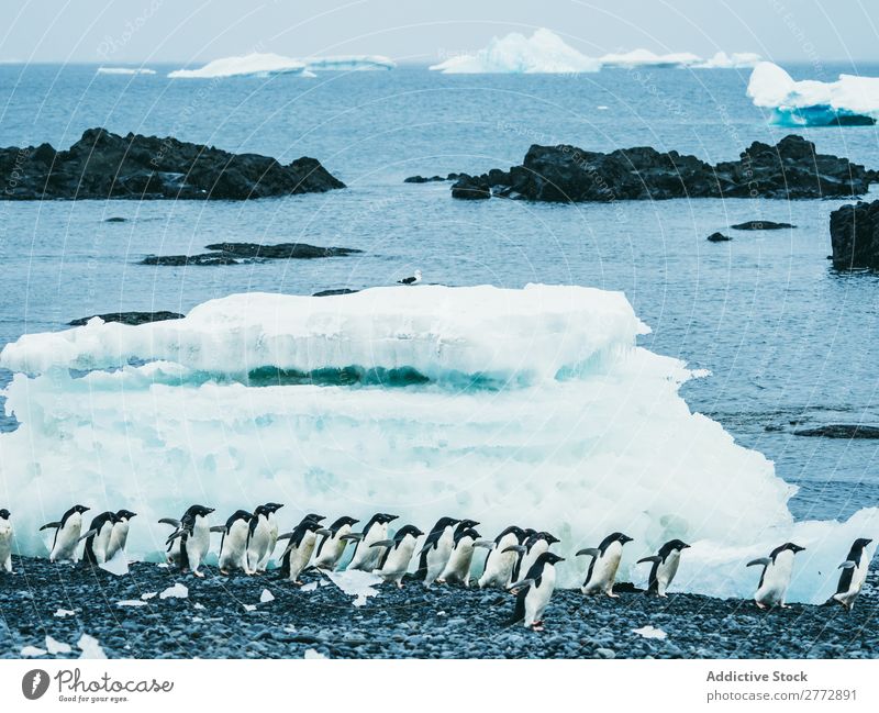 Pinguinschwarm, der auf Schnee geht. Küste Schafherde polar Winter Norden Natur Tierwelt kalt Meer Menschengruppe Beautyfotografie Klima natürlich wild Wasser