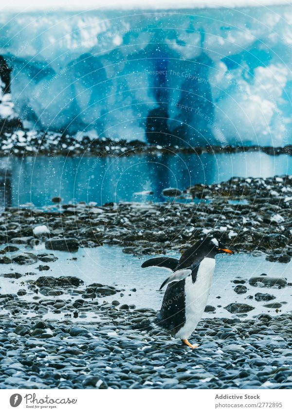 Pinguin auf dem Hintergrund des Meeres Küste Tier wild Sonnenlicht Natur Wasser Ferien & Urlaub & Reisen marin Kieselsteine Strand Tierwelt Vogel natürlich kalt