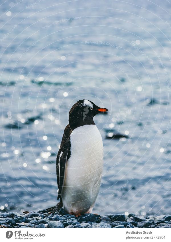 Pinguin auf dem Hintergrund des Meeres Küste Tier wild Sonnenlicht Natur Wasser Ferien & Urlaub & Reisen marin Kieselsteine Strand Tierwelt Vogel natürlich kalt