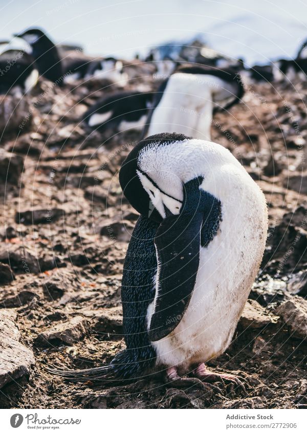 Pinguinschwarm am Strand Küste Schafherde Tierwelt Feder Reinigen Meer Landschaft Küstenstreifen wild Sonnenlicht Natur Wasser Ferien & Urlaub & Reisen marin