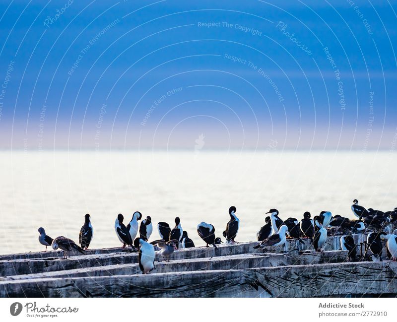 Vögel auf Holznest Schafherde Seevögel Nestbau Tierwelt Sammeln Ausflugsziel Küste Natur Menge Meer Landschaft Menschengruppe Wasser Population Tourismus