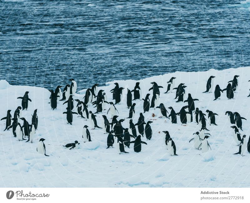 Pinguinschwarm, der auf Schnee geht. Küste Schafherde polar Winter Norden Natur Tierwelt kalt Meer Menschengruppe Beautyfotografie Klima natürlich wild Wasser
