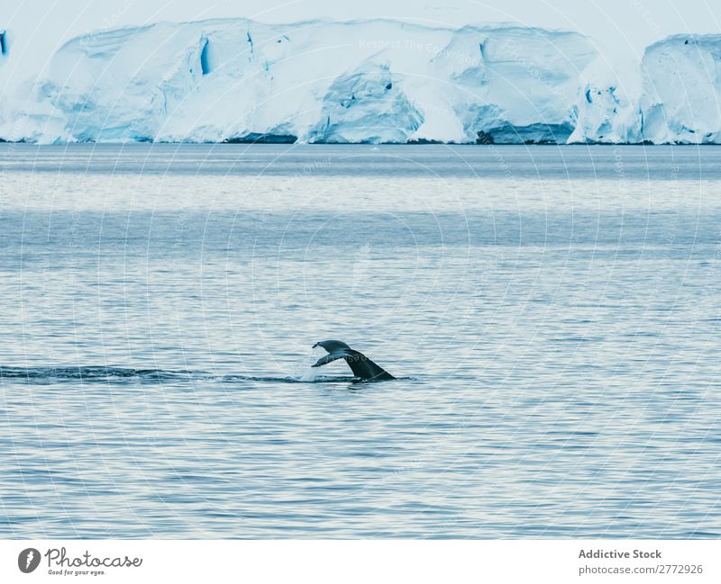 Wale schwimmend im eisigen Ozean Meer Gletscher Landschaft Tier Umwelt Wasser Natur polar Norden global Arktis Ferien & Urlaub & Reisen tauchen wild marin