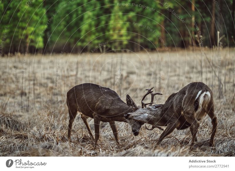Hirschkämpfe im Feld Hirsche kämpfen Tierwelt Natur Säugetier Böcke Horn braun Schlacht Wildnis wild brünstig dominant Jahreszeiten natürlich Aggression