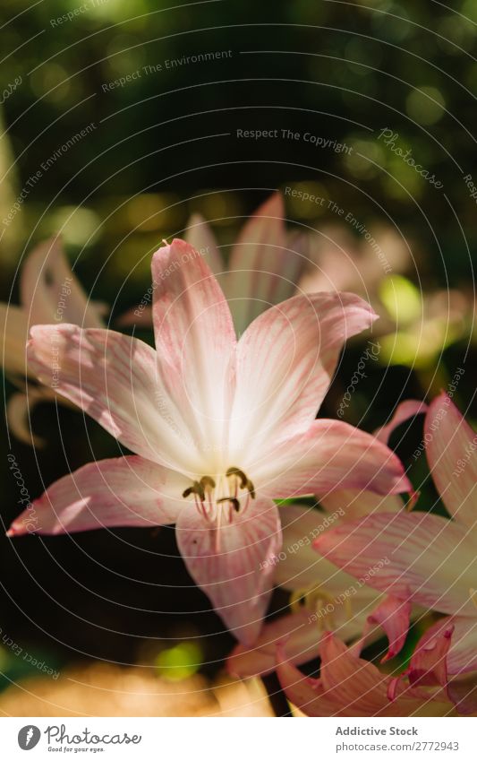 Sanfte Lilienblume Blume Beautyfotografie Wittern Pflanze Überstrahlung Blüte frisch zart natürlich geblümt Natur elegant weich aromatisch Licht genießen