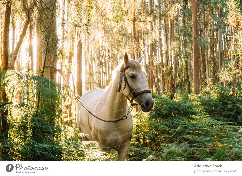 Gebundenes Pferd im Wald Sonnenuntergang Haltegurt weiß Natur schön Tier Landschaft grün Sommer Hengst ländlich Beautyfotografie pferdeähnlich Weide Wiese