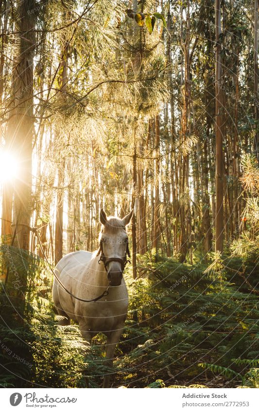 Gebundenes Pferd im Wald Sonnenuntergang Haltegurt weiß Natur schön Tier Landschaft grün Sommer Hengst ländlich Beautyfotografie pferdeähnlich Weide Wiese