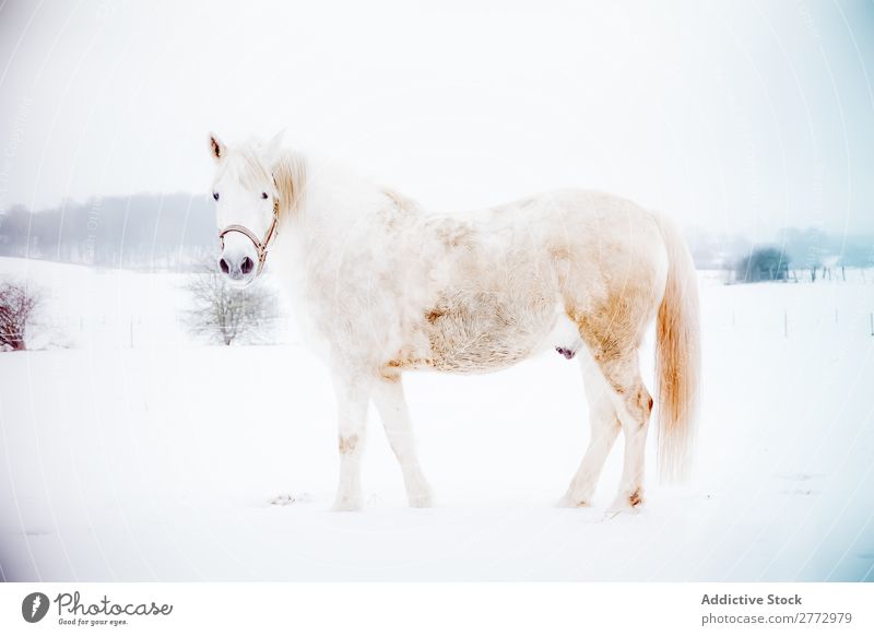 Weißes Pferd auf Schnee weiß Feld stehen kalt Winter Hengst Natur Säugetier grau Reinrassig pferdeähnlich Tier Freiheit Bauernhof Beautyfotografie wild Bewegung