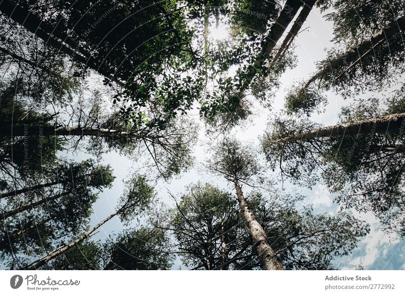 Baumkronen von unten gesehen Himmel Wald Außenaufnahme aufschauend Höhe vom Boden aus Unteransicht Perspektive linear Blatt Baumstamm Trunck Tiefblick Natur