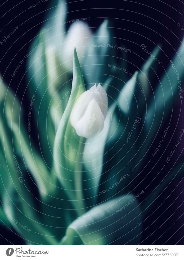 Tulpe weiß edel Blumenstrauß Kunst Natur Pflanze Frühling Sommer Herbst Winter Blühend leuchten ästhetisch schön grün türkis gemalt Dekoration & Verzierung