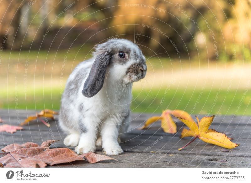 Kaninchen, Hase, Hase Hase & Kaninchen Nagetiere Gras Haustier Blatt Jugendliche Hintergrundbild weiß niedlich Frühling grün Pelzmantel Ohr schön Natur klein 1