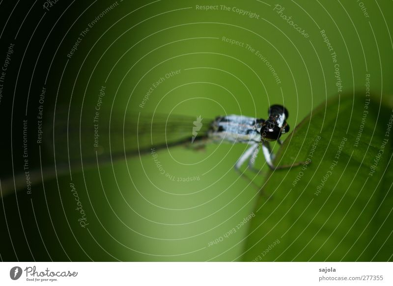 vor dem abflug Natur Tier Wildtier Insekt Klein Libelle 1 festhalten sitzen warten blau grün schwarz Farbfoto Außenaufnahme Nahaufnahme Makroaufnahme