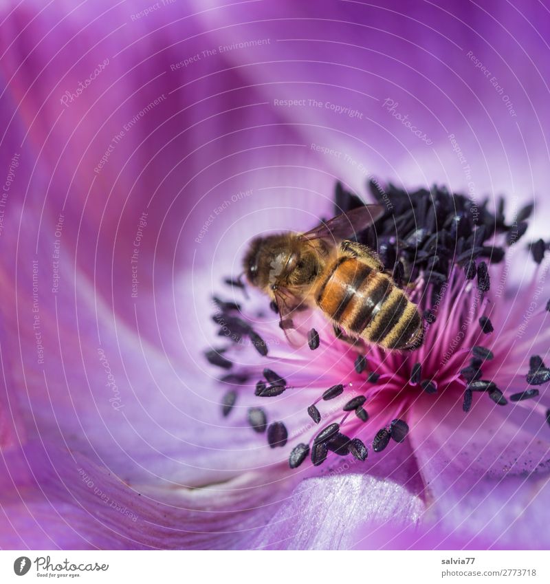 Biene im Blütenparadies Makroaufnahme Textfreiraum oben Textfreiraum links Schwache Tiefenschärfe Menschenleer Farbfoto Außenaufnahme Pflanze Blume Natur
