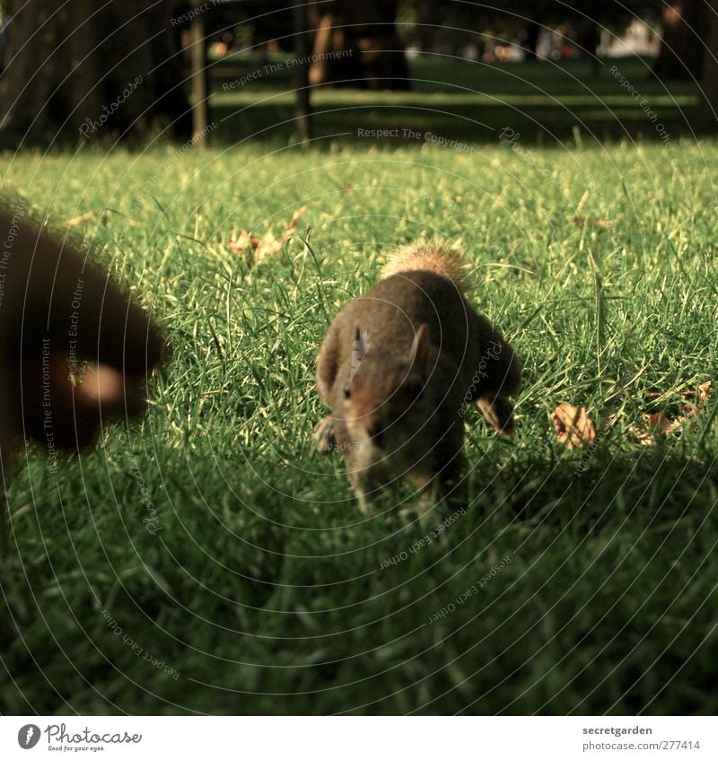 olympisch schnell! Hand Finger Sonnenlicht Sommer Gras Wildtier Eichhörnchen 1 Tier füttern laufen Neugier niedlich Geschwindigkeit braun grün Farbfoto