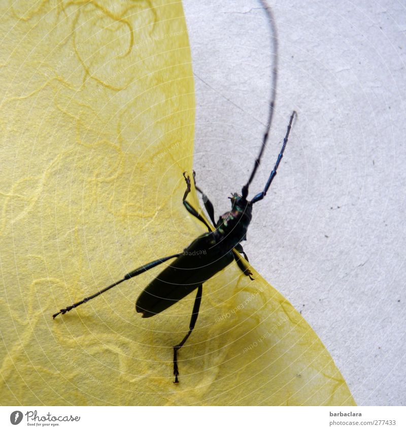 Zerreißprobe Käfer Bockkäfer 1 Tier Papier Seidenpapier Tisch diagonal kämpfen krabbeln gelb grau schwarz Bewegung entdecken Umwelt Farbfoto Außenaufnahme