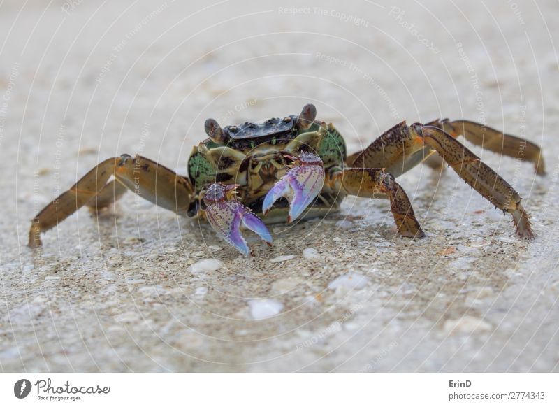 Nahaufnahme einer Krabbe am nassen Strand mit violetten Krallen und hervorstehenden Augen. schön Gesicht Leben Erholung Ferien & Urlaub & Reisen Tourismus