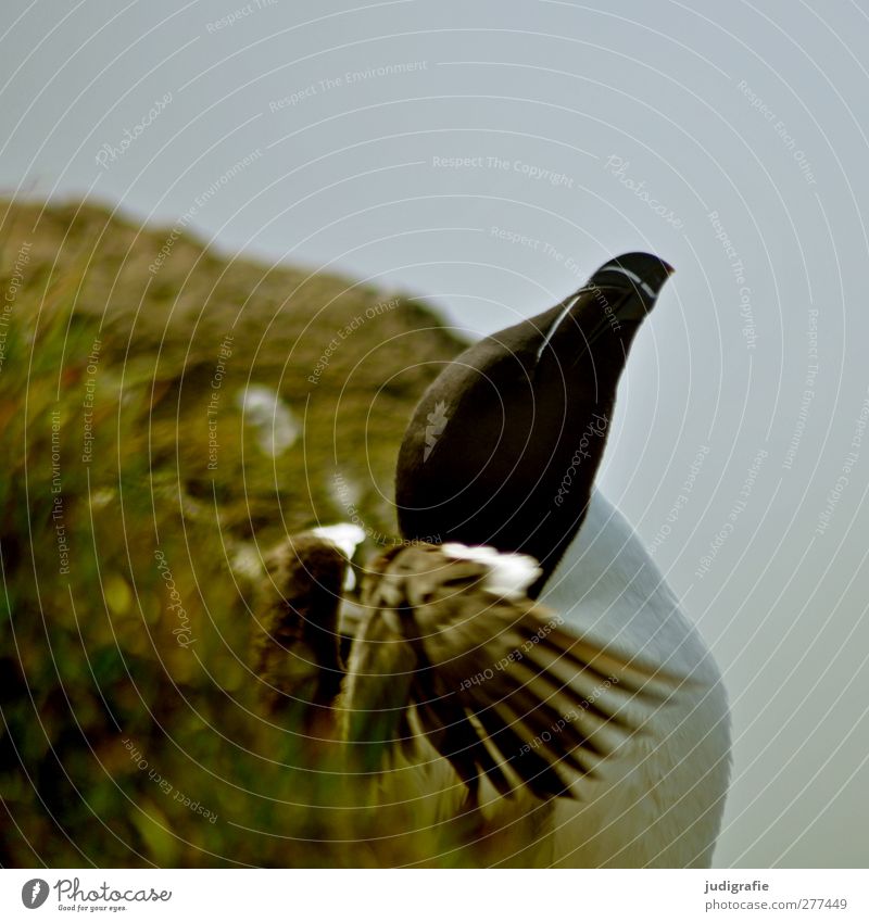 Island Umwelt Natur Landschaft Pflanze Tier Wildtier Vogel tordalk 1 natürlich wild Leben Flügel Schnabel flattern Farbfoto Außenaufnahme Tierporträt Profil