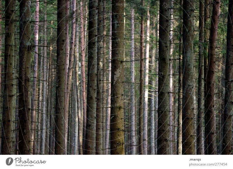 Wald Ausflug Sommer wandern Umwelt Natur Herbst Klima Klimawandel Baum dunkel Stimmung Baumstamm Orientierung Farbfoto Gedeckte Farben Außenaufnahme