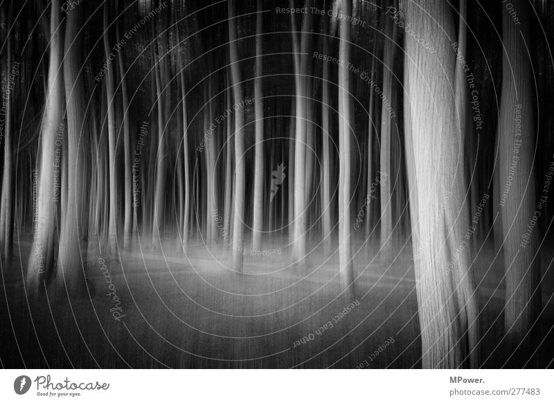spooky trees Pflanze Baum Wald Urwald trashig verrückt schwarz träumen Angst Bewegung chaotisch Märchenwald Unschärfe Baumstamm Wege & Pfade Waldboden mystisch