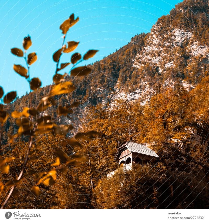 Hütte in den Bergen Natur Berge u. Gebirge Haus Holzhütte Aussichtspunkt wandern Landschaft Bäume Stimmung ausschnitt gutes Wetter Warmes Licht versteckt