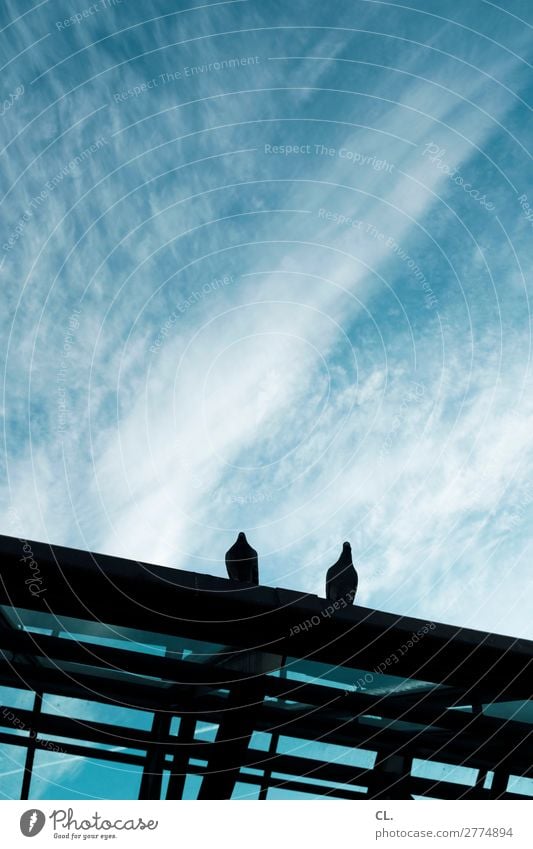 zwei tauben Himmel Wolken Schönes Wetter Stadt Bauwerk Gebäude Architektur Dach Tier Wildtier Vogel Taube 2 sitzen blau schwarz Farbfoto Außenaufnahme