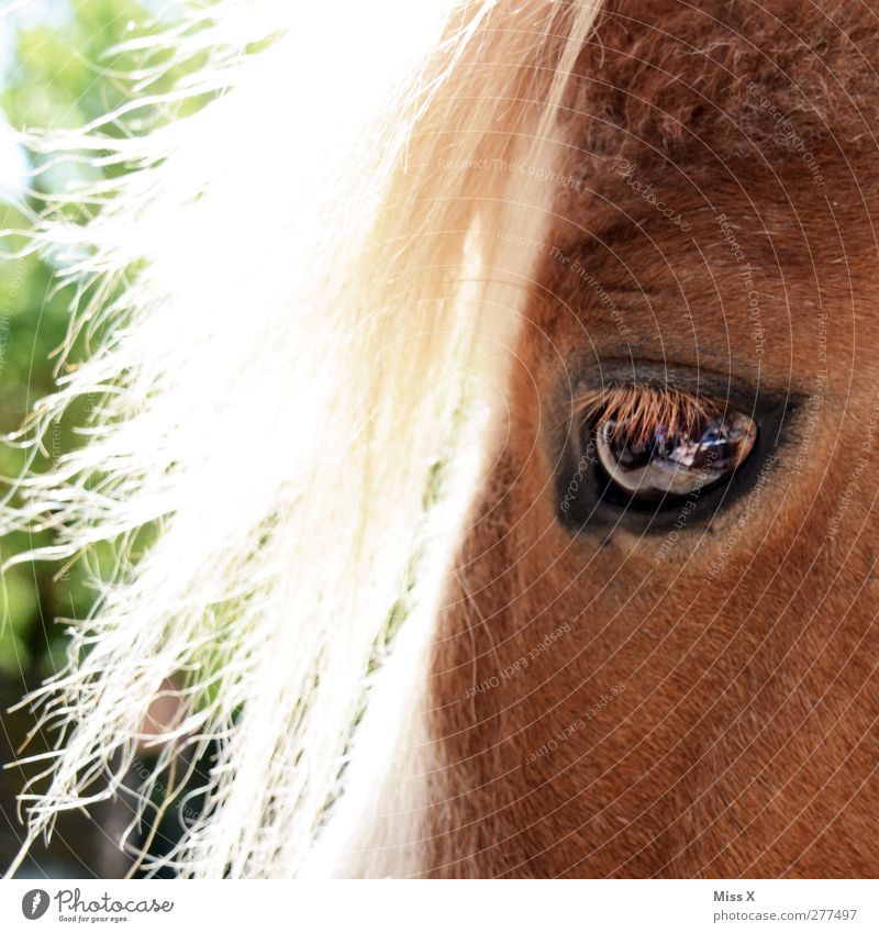 Pony-Pony Haare & Frisuren blond Tier Nutztier Pferd 1 Auge Ponys Fell Tierhaare Farbfoto Außenaufnahme Nahaufnahme Menschenleer Licht Sonnenlicht Tierporträt