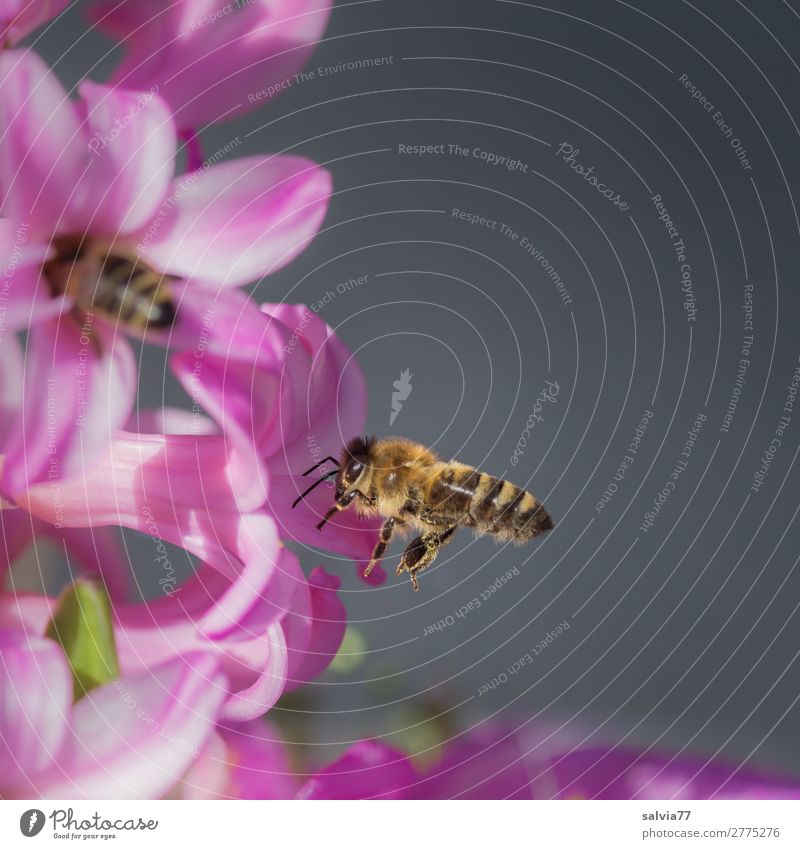 magisch angezogen Umwelt Natur Frühling Pflanze Blume Blüte Frühlingsgefühle Frühblüher Hyazinthe Tier Biene Insekt Honigbiene 2 Blühend Duft süß rosa Ziel
