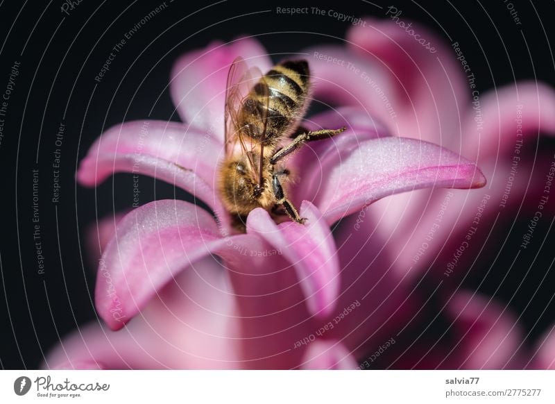 tief eintauchen Umwelt Natur Frühling Sommer Blume Blüte Hyazinthe Garten Tier Nutztier Biene Insekt Honigbiene Blühend Duft ästhetisch süß rosa