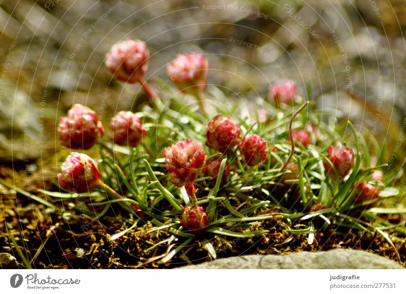 Island Umwelt Natur Pflanze Blüte Wildpflanze Wachstum klein natürlich wild Farbfoto Außenaufnahme