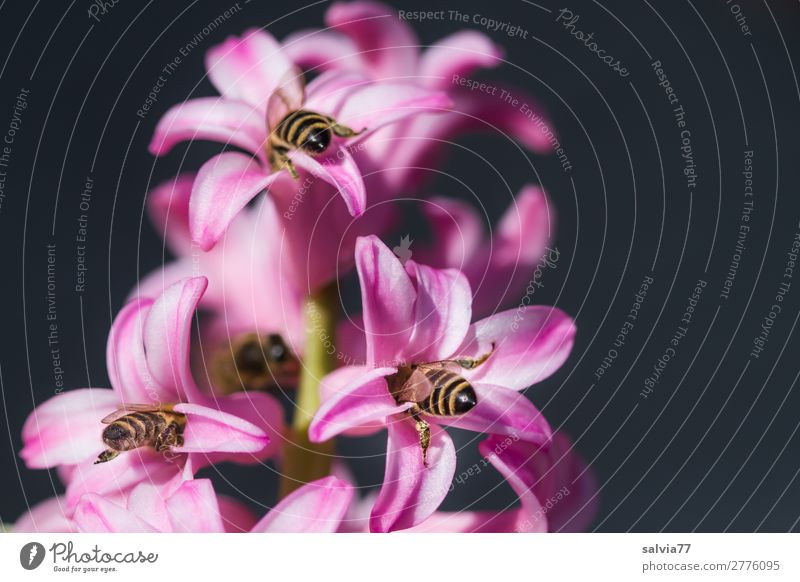 synchron tanken Natur Frühling Pflanze Blume Blüte Frühblüher Hyazinthe Garten Tier Biene Insekt Honigbiene 3 Blühend Duft genießen Liebe ästhetisch lecker süß