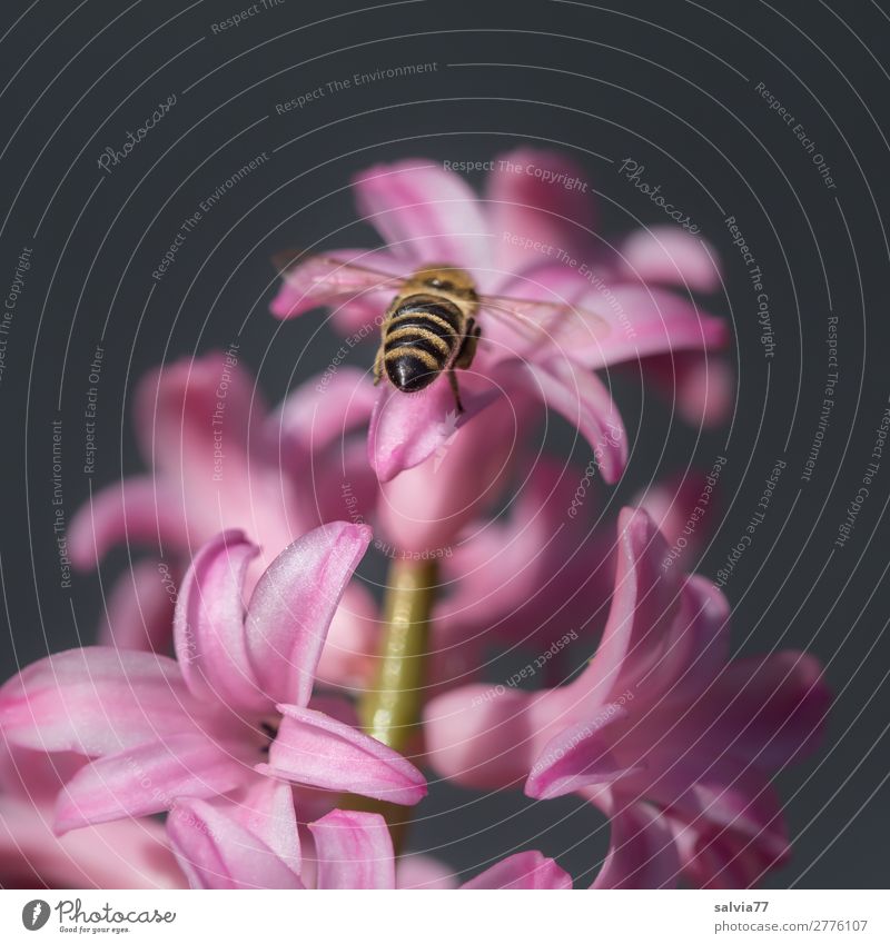 Biene fliegt auf rosa Hyazinthe zu Natur Garten Blüte Pflanze Farbfoto Blume Menschenleer Nahaufnahme Frühling Duft Frühlingsgefühle schön Textfreiraum oben