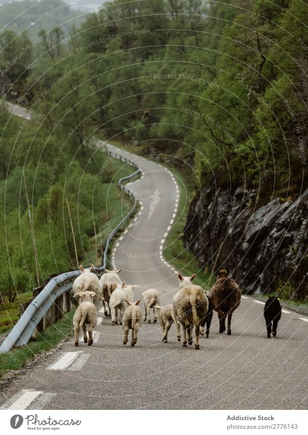 Rinder, die in den Bergen die Straße hinunterlaufen. Berge u. Gebirge Natur Vieh Sommer Ferien & Urlaub & Reisen Landschaft rennen heimisch Wege & Pfade Länder