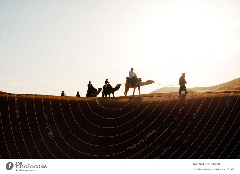 Karawanenwanderung in der Wüste Karavane Kamel laufen Mensch Ferien & Urlaub & Reisen Tourismus Natur Afrika Ausflug Afrikanisch Sand Tier Silhouette Sonne