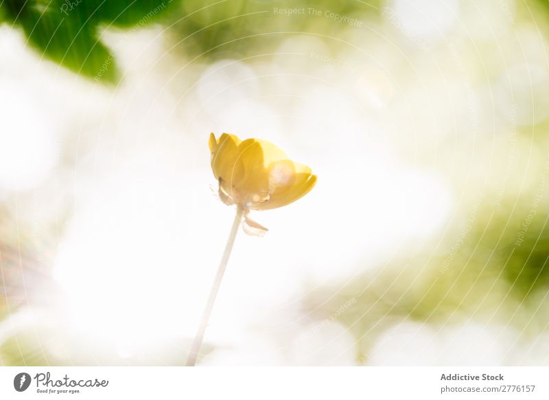 Kleine Blume im Sonnenlicht klein Frühling Natur grün schön Sommer Pflanze gelb Beautyfotografie hübsch Farbe Umwelt Sonnenstrahlen geblümt frisch Menschenleer