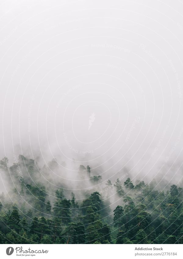 Nebel, der über Baumkronen läuft. Landschaft Wald nadelhaltig magisch Abenteuer Zauberei u. Magie friedlich spukhaft Jahreszeiten Natur ländlich Fluggerät