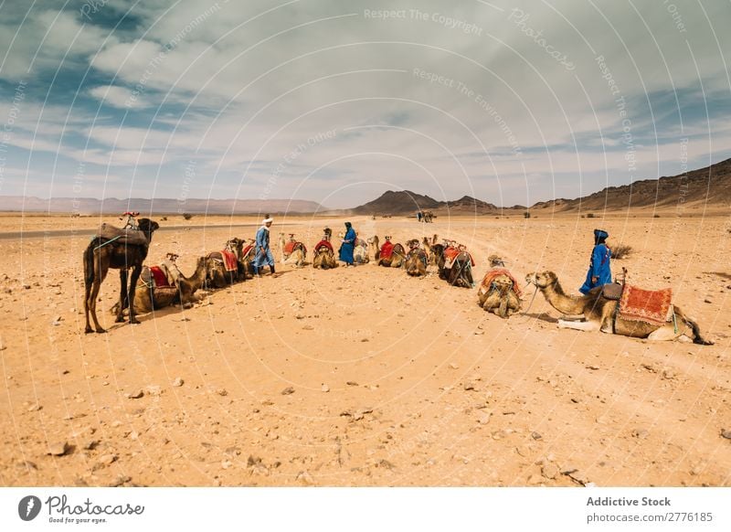 Karawane in geräumiger Wüste Karavane Kamel einheimisch Tourismus Natur Verkehr Ausflug Sommer Sand Ferien & Urlaub & Reisen Tourist Tier Menschengruppe Safari