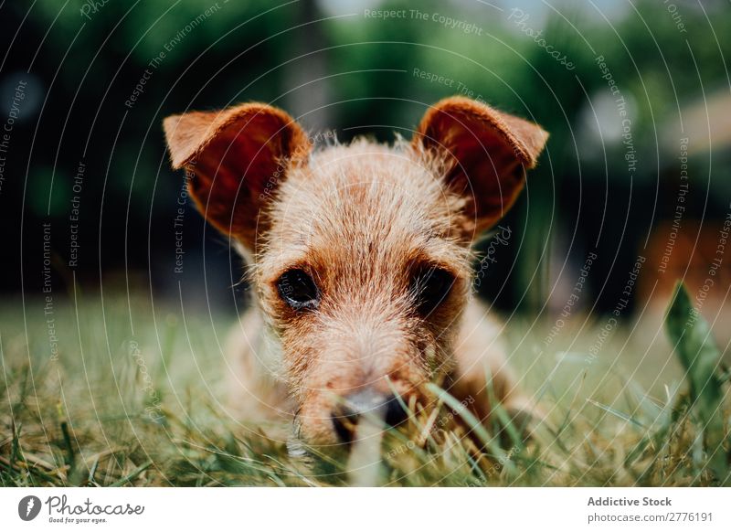 Kleiner Hund im Gras Welpe niedlich klein Tier Haustier reizvoll grün heimisch Reinrassig Glück lustig Säugetier Hündchen Park spielerisch Freundschaft Rasen