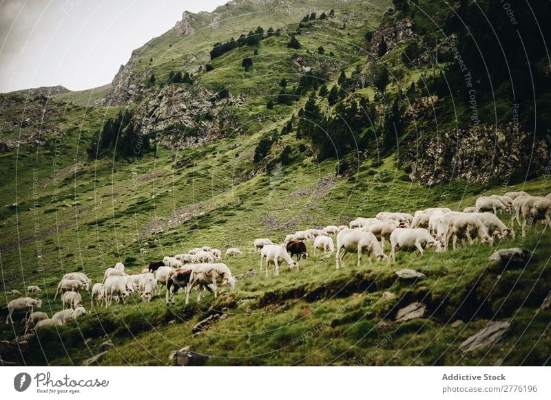 Sheep?in grünen Bergen Schaf Weide Berge u. Gebirge Gras Wolken Himmel Natur Aussicht wandern alpin Hügel Gipfel Höhe Panorama (Bildformat) schön kalt Top