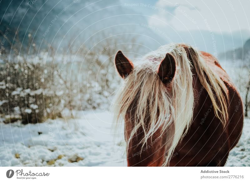 Pferd im Schnee Mähne blond Natur Landschaft Park schön Aussicht wild Winter Hengst alpin Luft Tag Säugetier heimisch friedlich Beautyfotografie Länder Wildnis