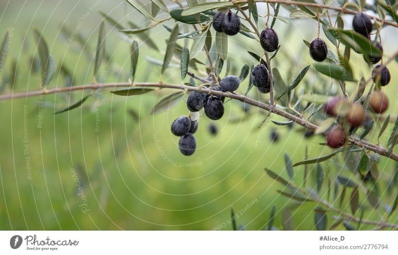 Olivenbaum zweig mit Oliven close up Lebensmittel Ernährung Natur Winter Baum Sträucher Nutzpflanze authentisch frisch Gesundheit natürlich grün genießen Idylle