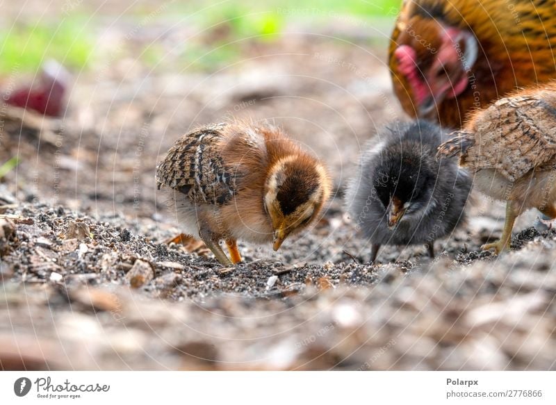 Hühner auf der Suche nach Nahrung auf einem Bauernhof Essen Leben Sommer Garten Ostern Baby Familie & Verwandtschaft Natur Tier Gras Haustier Vogel klein