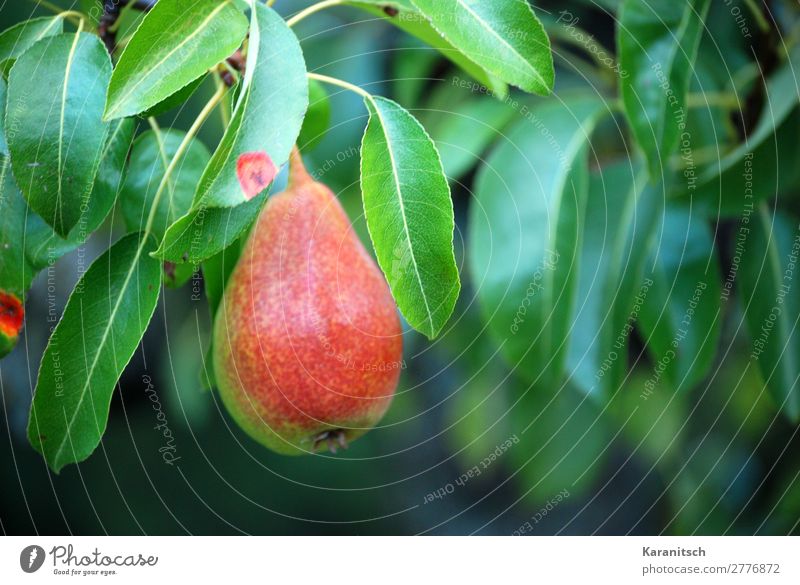 Birne am Baum Lebensmittel Frucht Ernährung Bioprodukte Natur Pflanze Sommer Herbst Blatt Garten genießen hängen leuchten ästhetisch frisch Gesundheit lecker