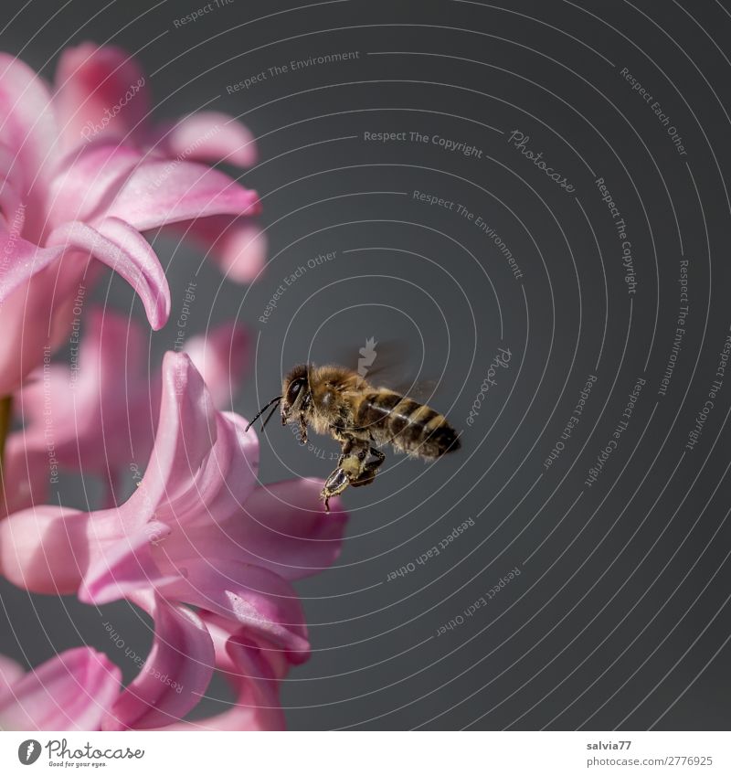 immer fleißig Umwelt Natur Frühling Sommer Blume Blüte Garten Tier Nutztier Biene Honigbiene Insekt 1 Blühend Duft fliegen rosa Frühlingsgefühle Bewegung Leben