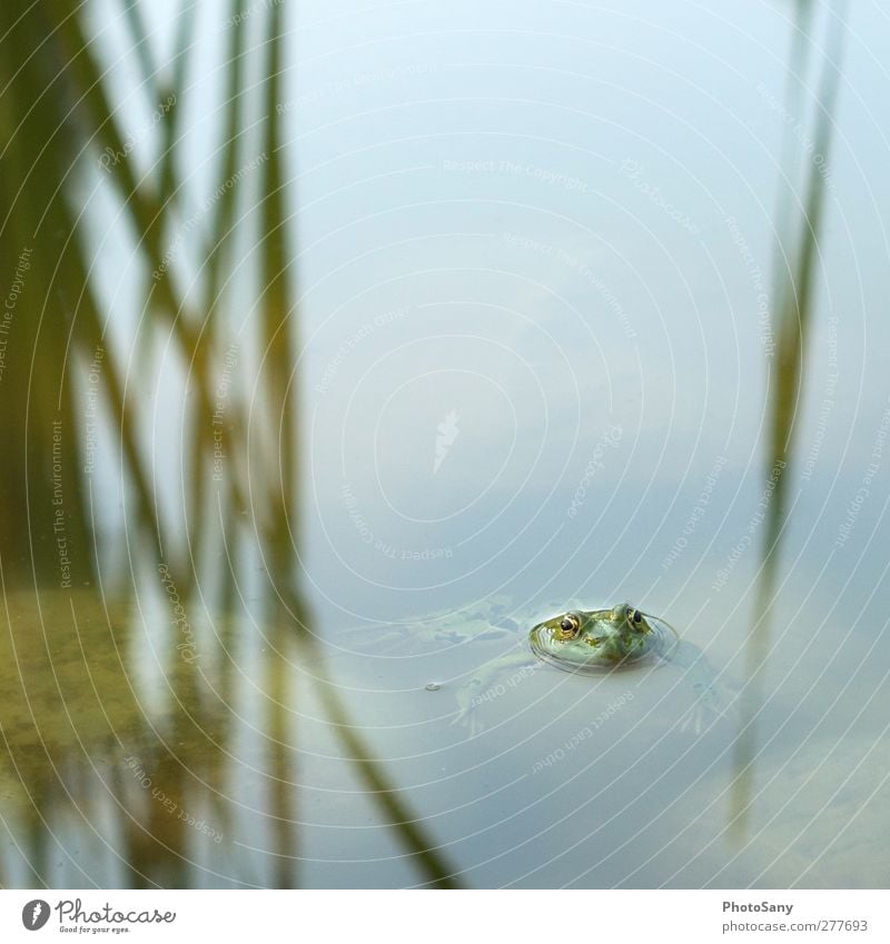 Fröschchen klar Natur Teich Tier Frosch 1 grün Coolness Gelassenheit Farbfoto Außenaufnahme Detailaufnahme Menschenleer Tag Zentralperspektive Blick