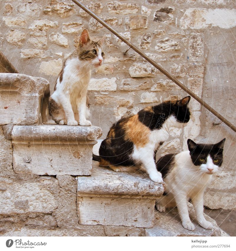 die drei tenöre Treppe Tier Haustier Katze 3 Tiergruppe Blick sitzen Kroatien Farbfoto Gedeckte Farben Außenaufnahme Licht Schatten Kontrast Tierporträt
