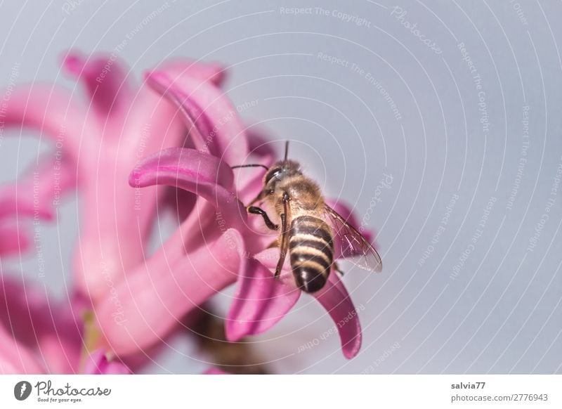 Blütenbesuch Umwelt Natur Frühling Pflanze Blume Hyazinthe Garten Tier Nutztier Biene Insekt Honigbiene Apis 1 Blühend Duft bestäuben fleißig rosa