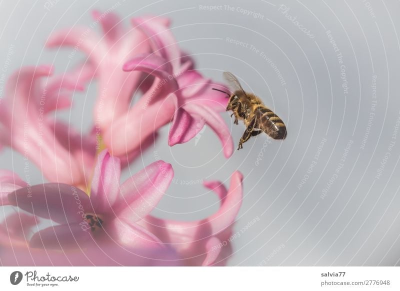 verlockender Duft Umwelt Natur Frühling Pflanze Blume Blüte Hyazinthe Frühblüher Garten Tier Biene Flügel Honigbiene Insekt 1 Blühend fliegen lecker schön rosa